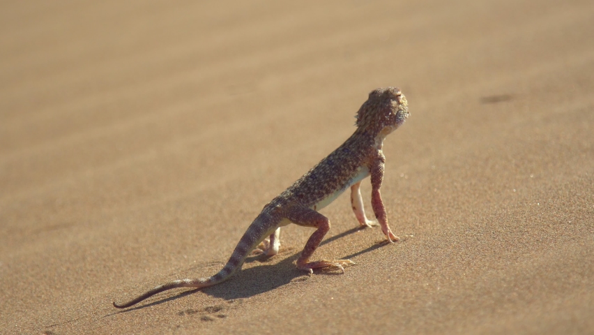 Bearded agamas are omnivorous lizards. In nature, they eat everything from leaves and stems to small mice and chicks. The lizard stands on the sand and slowly turns its head to search for prey.4k Royalty-Free Stock Footage #1083728053