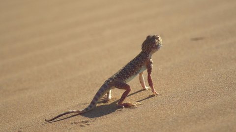 Bearded agamas are omnivorous lizards. In nature, they eat everything from leaves and stems to small mice and chicks. The lizard stands on the sand and slowly turns its head to search for prey.4k