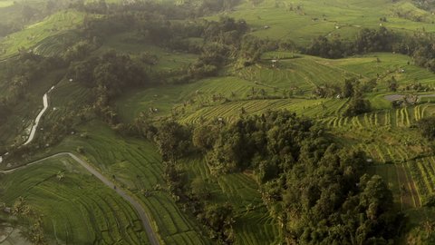 Aerial view of agriculture in rice fields for cultivation. Rice terraces from drone camera. Natural the texture for background. Beautiful terraced rice field in harvest season.