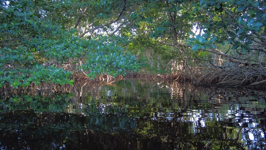 Kayaking into mangrove forest on Coot Bay in Everglades National Park, Florida on sunny winter afternoon.