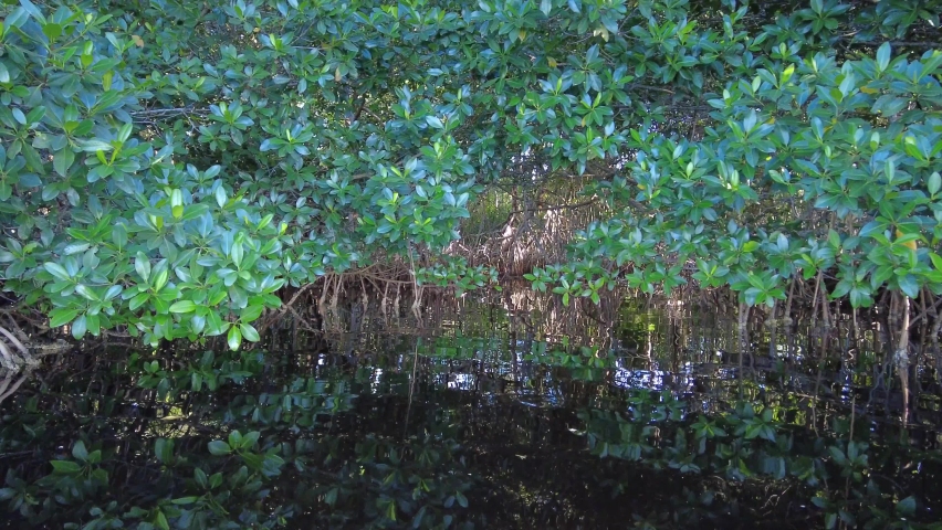 Kayaking into mangrove forest on Coot Bay in Everglades National Park, Florida on sunny winter afternoon.
