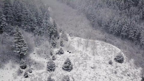 Winter forest snow falling aerial landscape