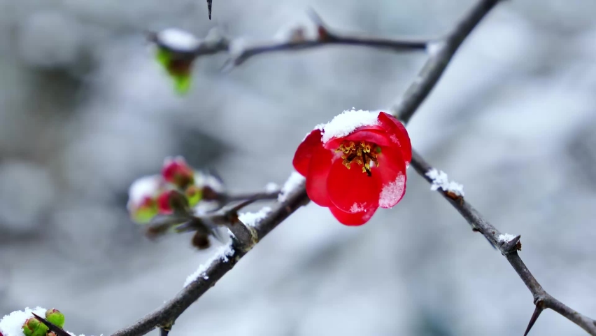 Red plum blossoms stand on the branches in winter