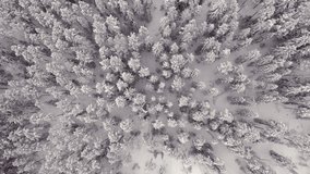 Beautiful drone shot of the snowy forest landscape in Finland. Aerial geology shot with the camera moving backwards.