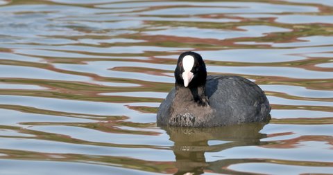 Black coot, common coot or Eurasian coot(Fulica atra) on the pond , closeup shot