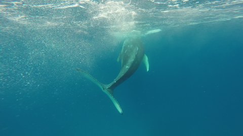 Underwater looking up Stock Video Footage - 4K and HD Video Clips ...