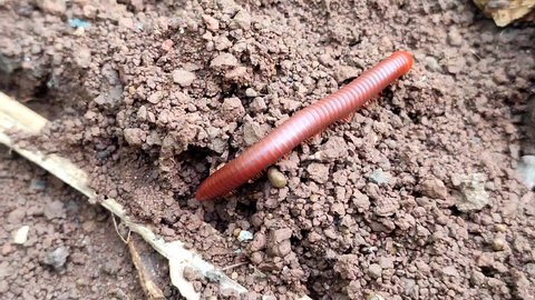 Red millipede creeps on the ground