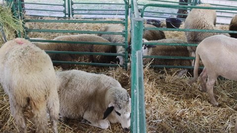 Many Sheep in Pen Enclosure at Animal Farm Pan