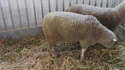 Wooly Sheep in Pen Enclosure at Animal Farm