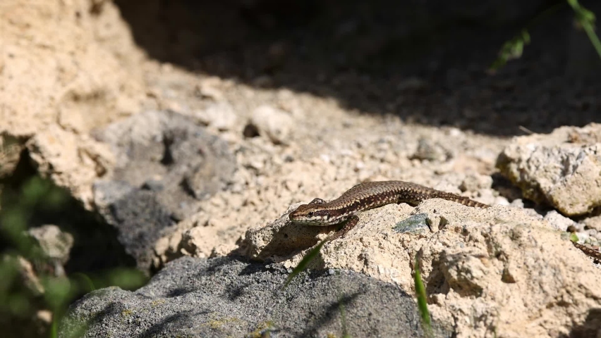 Common wall lizard (Podarcis muralis) sunbathing on the rock. Male lizard standing on the stone in typical habitat. Royalty-Free Stock Footage #1083757018