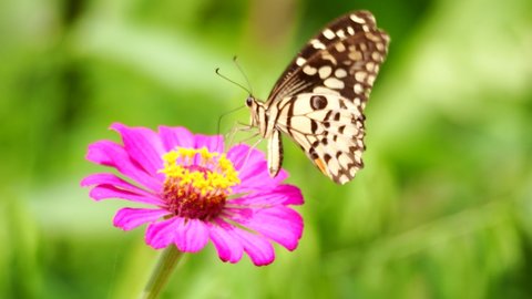 Lime Butterfly (Papilio demoleus malayanus) eating pink Zinnia nectar in the wind. You can see butterflies use the nectar tube to move along the small petals of the flower.