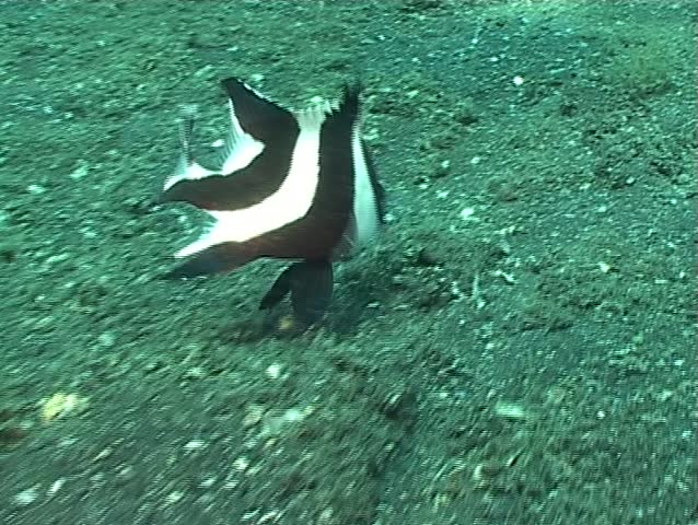 Emperor red snapper