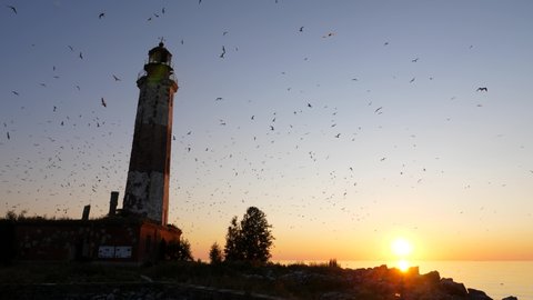 Lot of gulls fly around old lighthouse, loud cries all around, scenic sunset time at uninhabited Sukho island. Footage include original screaming sounds of anxious birds