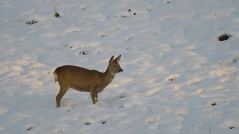 Cute Funny Fawn in Snow Winter. Roe Deer, Capreolus, Doe Feeding and Looking Around on Meadow. Wild Animal Roe Deer With Orange Fur Grazing on Snow Field Winter Nature. Wild Little Fawn in Nature.
