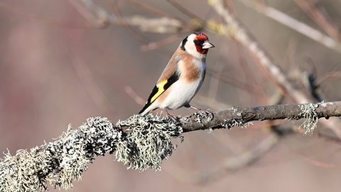 European goldfinch, Carduelis carduelis sitting on beautiful background, close-up. The bird turns its head, cleans its beak on a branch.
