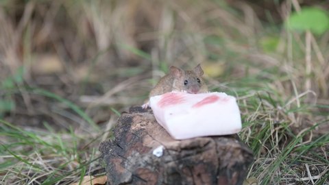 A mouse in the forest eats lard brought by a man. Wood Mice Apodemus sylvaticus.