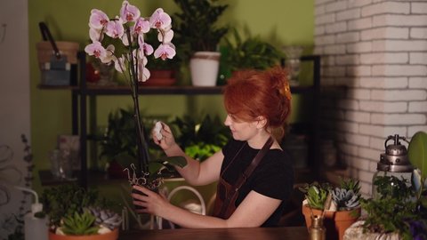 Caucasian florist woman taking care of flower wiping it in flower shop or at home greenhouse. Indoor botanical, eco or flower small business concept theme. High quality 4k video footage