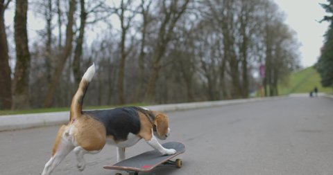 Back view of beagle dog rides a skateboard in park. Pet Dog skateboarding outdoor. Slow motion.
