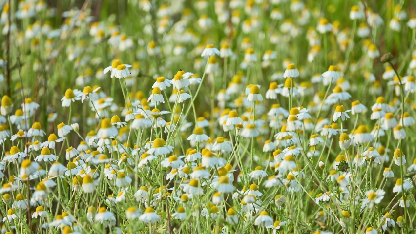Matricaria chamomilla (recutita), as spelled, German, Hungarian (kamilla), wild or blue chamomile, or scented mayweed, is an annual plant of composite family Asteraceae. Royalty-Free Stock Footage #1083774910