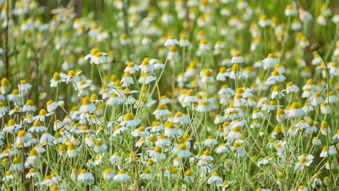 Matricaria chamomilla (recutita), as spelled, German, Hungarian (kamilla), wild or blue chamomile, or scented mayweed, is an annual plant of composite family Asteraceae.