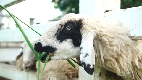 Feeding sheep grass on the farm.