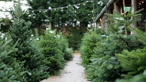 Lines of Christmas Trees for sale. Festive green outdoor background - Powered by Shutterstock - Get 15% off with code: PIKWIZARD15