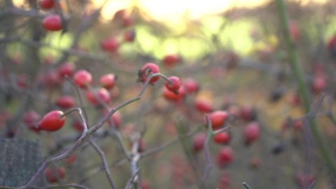 Red rose hips on a sunset background
