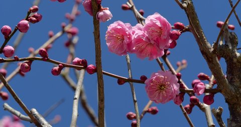Fixed photography video of pink plum blossoms.
This flower is called "UME" or “UME blossom" in Japanese.