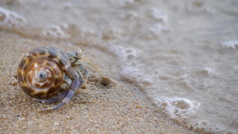Hermit feeler crab walk on sand beach with waving sea. Animal in wild. Scenic summer in tropic. Shell mobile safety home. Cancer hermit crawls. Protective mobility in marine environments