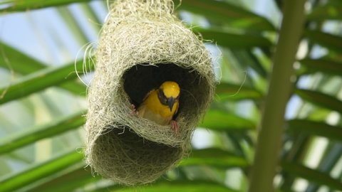 Baya weaver bird building nest on palm tree.