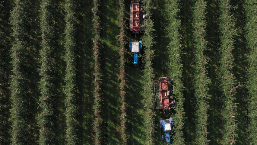 The harvest season in the fruit orchard. Apple Picking. Gathering a ripe crop from the fields. Aerial view tractor with trailer and farmers Royalty-Free Stock Footage #1083784684