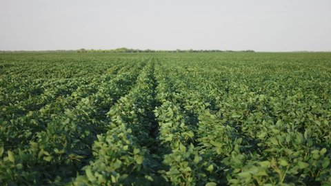 soybean soy field of green plants a general plan nature agriculture. organic farming. agriculture plantation business farm concept. soy vegetable healthy food agriculture business
