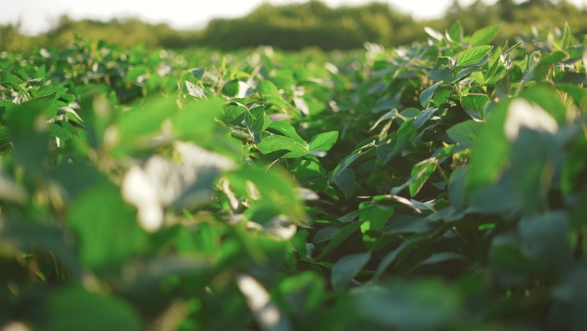 soybean soy field of green plants a general plan nature agriculture. organic farming. agriculture plantation business farm sunlight concept. soy vegetable healthy food agriculture Royalty-Free Stock Footage #1083784771