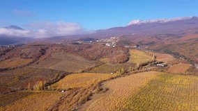 View of Chilean vineyards in the foothills of the Andes. Harvesting Season. Aerial drone view video