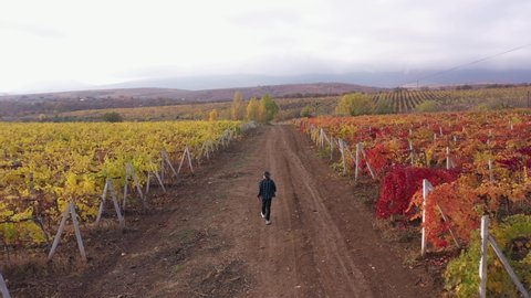 Wine Regions in France. Grape Valley. Vineyards, vine on plantation. Harvest season. Adult French farmer man in a hat walks through autumn fields. . Aerial drone view video