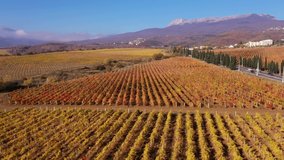 Spanish wine. Wine Region Spain. Vineyard production. A farmer walks through a grape field. Countryside in the Fall season, aerial view. Autumn Rural landscape. Aerial drone view video