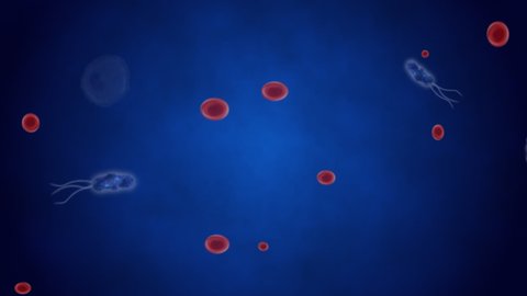 macrocide eats a microbe against the background of floating erythrocytes,macrophage eats microbes, red erythrocytes, bacterial cells move against a blue background, microscopic examination, laboratory