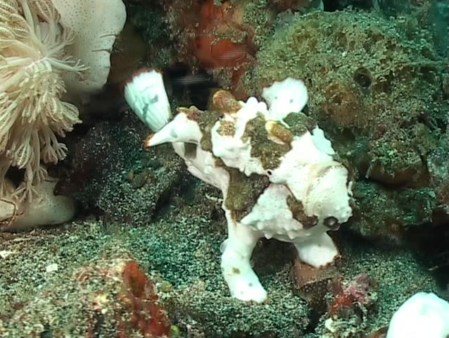 Clown Frogfish