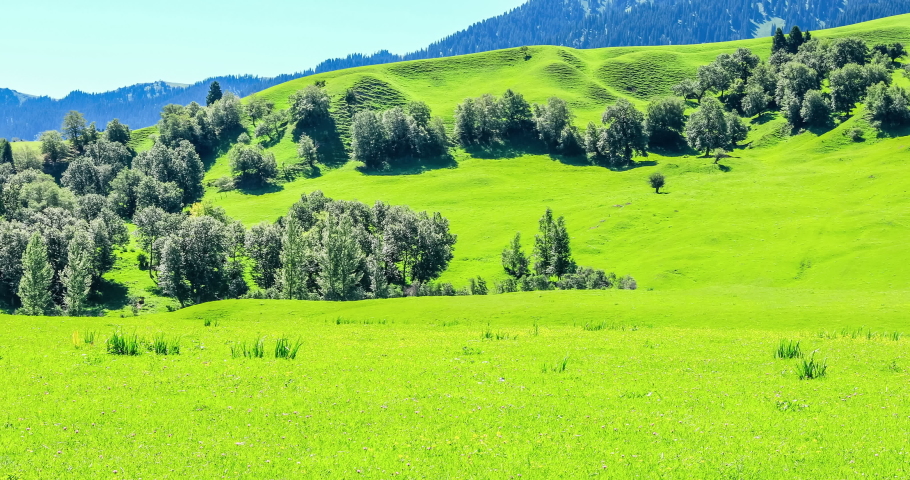 Green grass and mountains with forest under the blue sky, beautiful grassland landscape. panning shot, real time video.