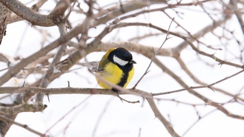 Titmouse on a branch in windy weather against a background of snow. Small bird in winter.