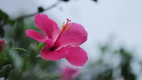 Close-up shot of a Pink Hawaiian Hibiscus flower in full bloom. Landscape shot of a blooming Pink Hibiscus flower with a sky background. 
