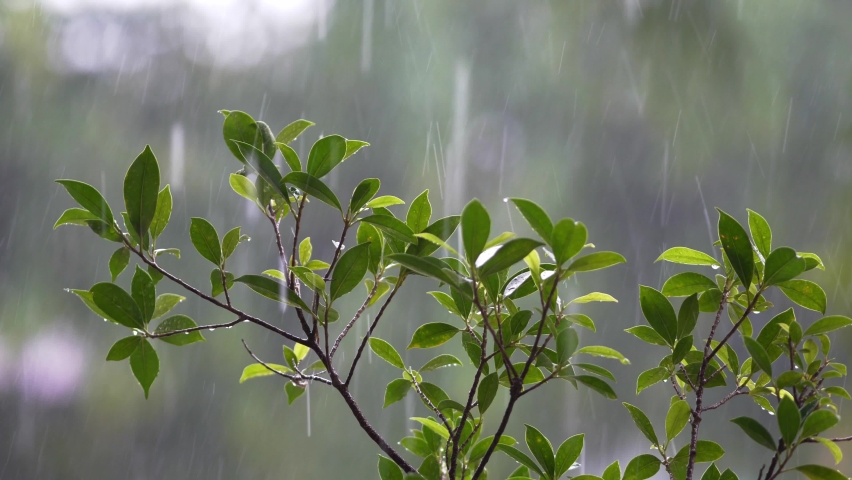 nature fresh green leaf branch under havy rain in rainy season Stock Photo