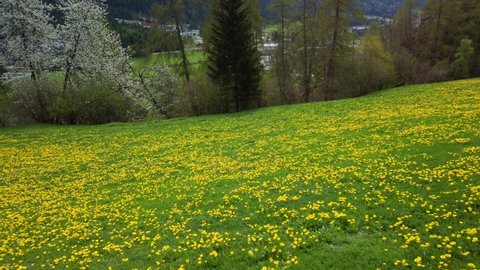Meadow with cherry and dandelion blossoms in Neustift in Stubai Valley in Austria, with snow covered mountains and a hiker an a trail