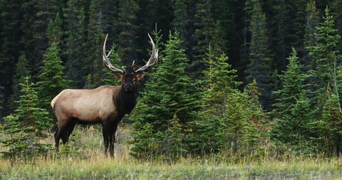 View Of Bull Elk In Rut, Alberta Canada - wide shot
