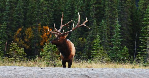 Big Bull Elk Bugling in the Rut, Forest Landscape in Alberta Canada - wide shot
