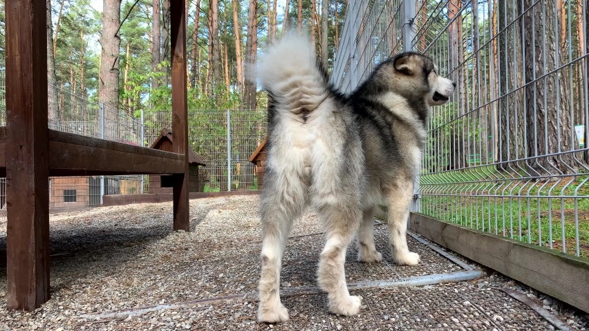 A beautiful and kind shepherd dog Alaskan malamute walks in an aviary behind bars and looks with intelligent eyes. Closed aviary with a wooden stand in nature.