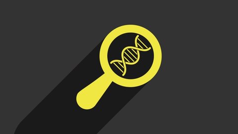 Yellow DNA research, search icon isolated on grey background. Magnifying glass and dna chain. Genetic engineering, cloning, paternity testing. 4K Video motion graphic animation.