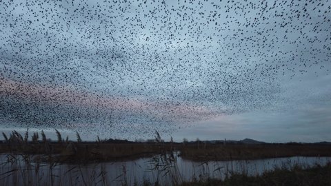 Starling murmuration on the Somerset Levels, UK, with Glastonbury Tor in the distance