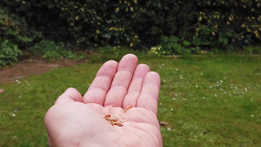 A tame robin hand-feeding on mealworms