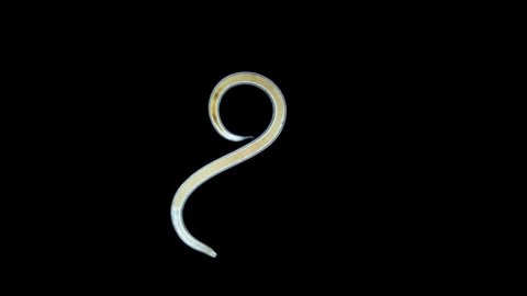 worm Nematoda under microscope, Phylum Protostomia, free-living nematodes inhabit soil, freshwater and sea. Sample found in Red Sea